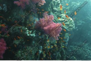 Photo Reference of Coral Sudan Undersea 0030